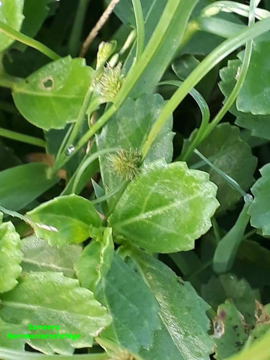 Phyla nodiflora var. nodiflora